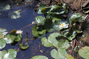 Waterlelies in een vijvertje